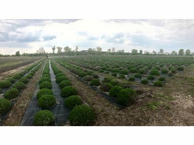 Levanduľové Ružové