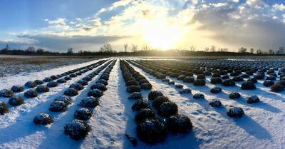 Levanduľové Ružové